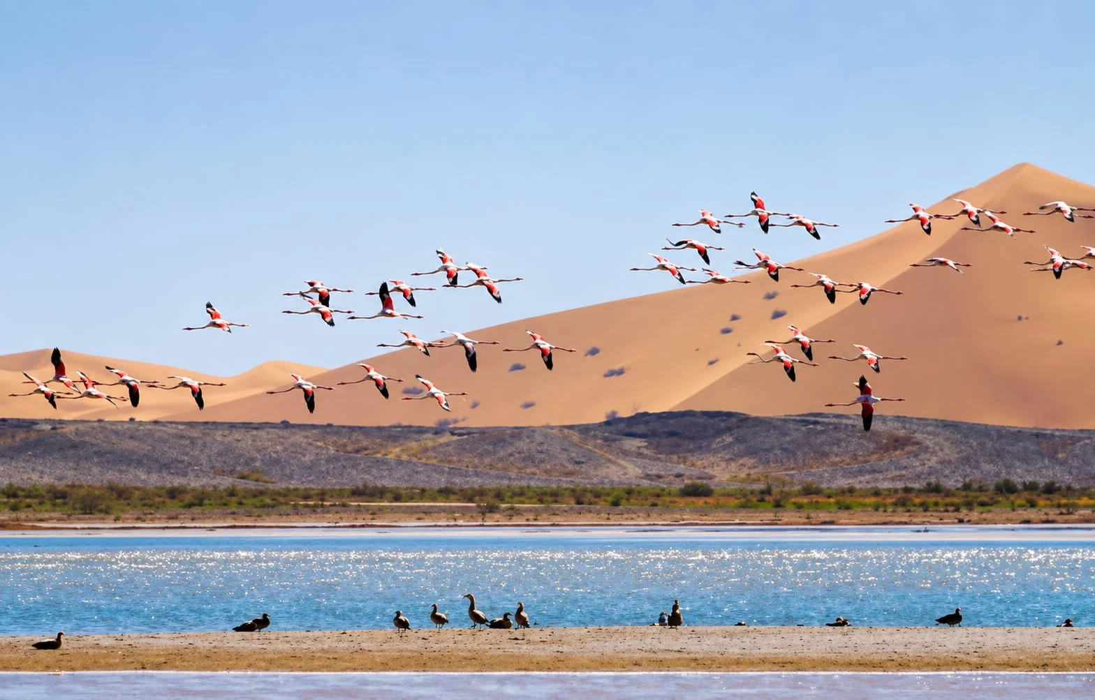 3-Day Merzouga Desert Birding Adventure